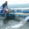 Salah seorang petani ikan Japung di Waduk Darma.